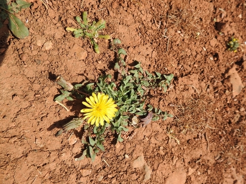 Taraxacum aleppicum, photograph 3