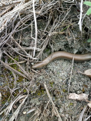 Chalcides chalcides
