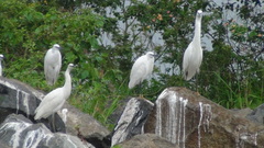 Egretta garzetta