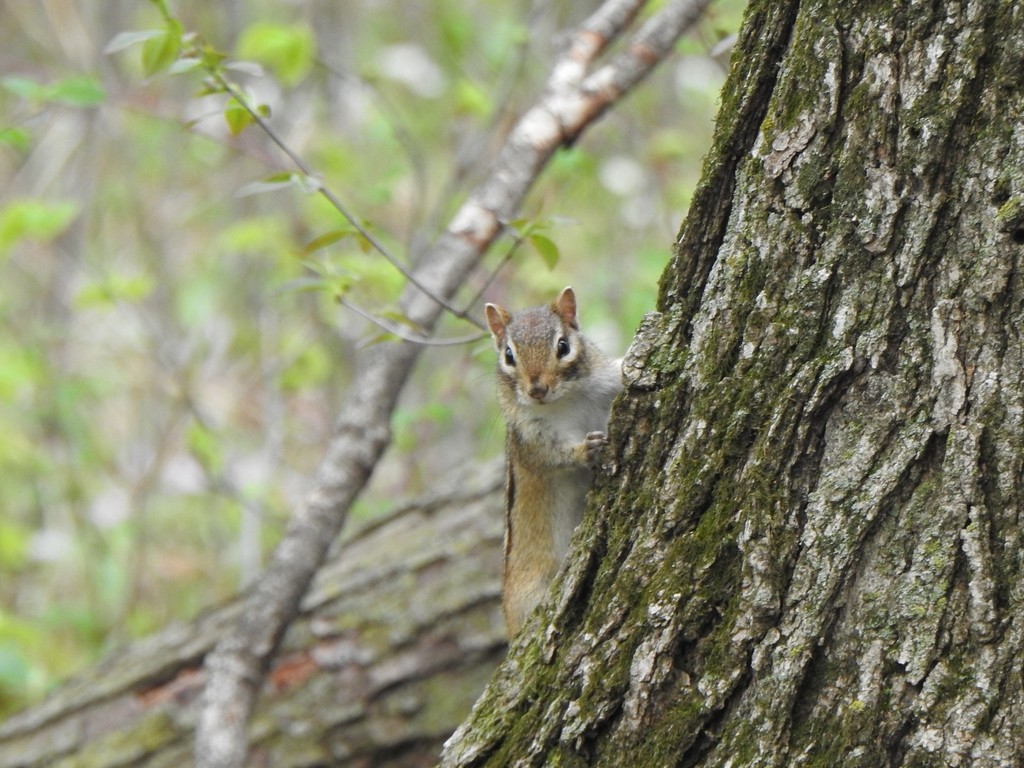Eastern Chipmunk from Steele County, MN, USA on May 11, 2022 at 0429