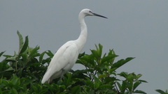 Egretta garzetta