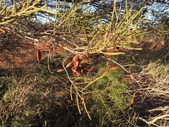 Acacia aneura