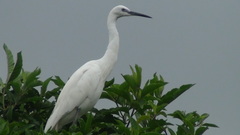Egretta garzetta