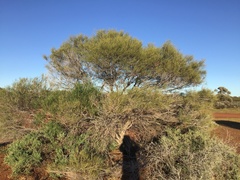 Acacia aneura