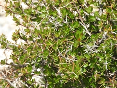 Berberis cretica