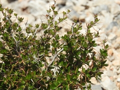 Berberis cretica