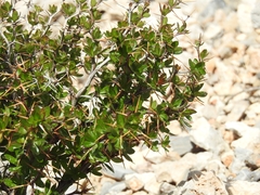 Berberis cretica