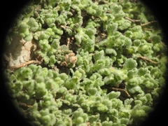 Teucrium alpestre