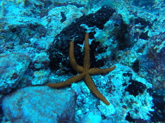 Echinaster sepositus