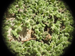 Teucrium alpestre