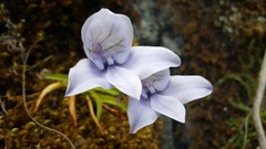 Disa longicornu