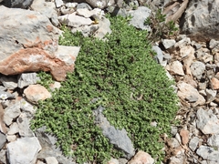 Teucrium alpestre
