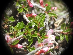 Prunus prostrata