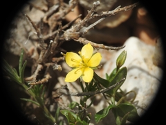 Lysimachia serpyllifolia