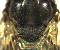 Sphaerocera curvipes