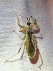 Oncocephalus nubilus