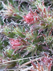 Saxifraga bronchialis