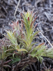 Saxifraga bronchialis