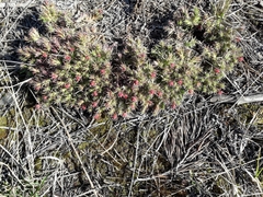Saxifraga bronchialis