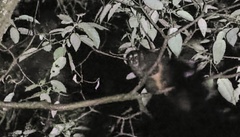 Aotus lemurinus