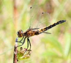 Leucorrhinia intacta