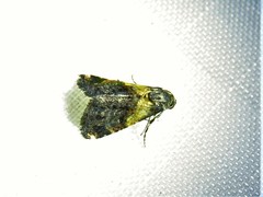 Tripudia flavofasciata