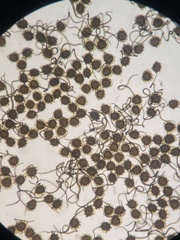 Reboulia hemisphaerica