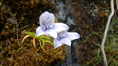 Disa longicornu