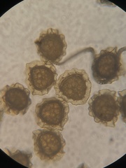 Reboulia hemisphaerica