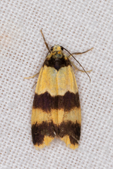 Stenoscaptia venusta