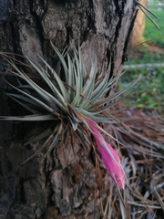 Tillandsia recurvifolia