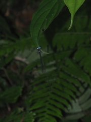 Pericnemis stictica