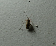Adelphocoris