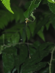 Pericnemis stictica
