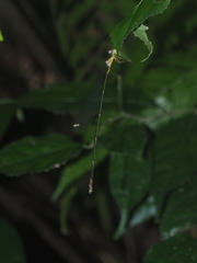 Pericnemis stictica