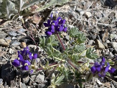 Lupinus flavoculatus