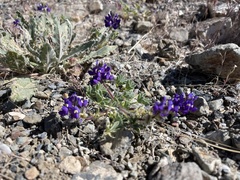 Lupinus flavoculatus