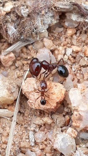 Trichomyrmex glaberTrichomyrmex glaber