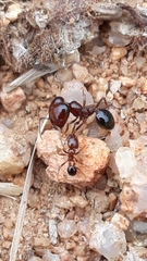 Trichomyrmex glaber