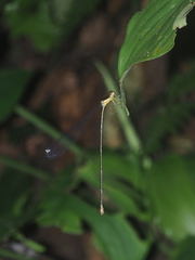 Pericnemis stictica