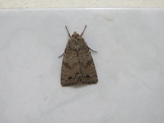 Apterogenum ypsillon