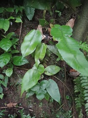 Diplazium bantamense