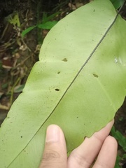 Diplazium bantamense