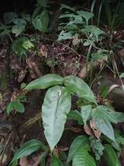 Diplazium bantamense