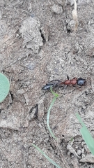 Tetraponera rufonigra