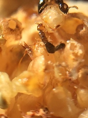 Pseudidarnes minerva