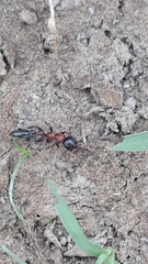 Tetraponera rufonigra