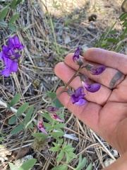 Lathyrus pauciflorus