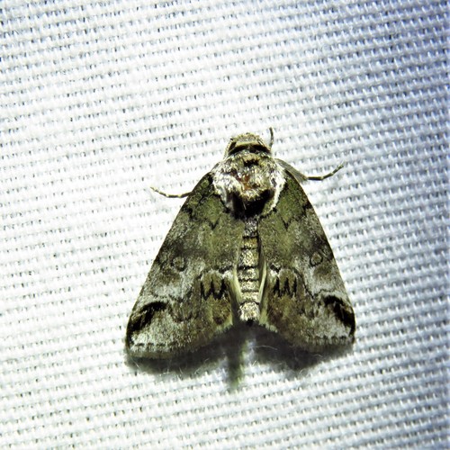 Small Baileya Moth photo 4