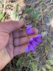 Lathyrus pauciflorus